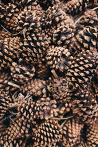 pile of pine cones 