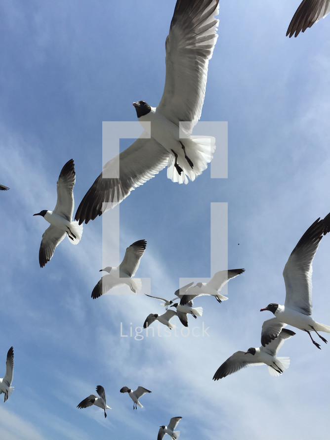 seagulls overhead 