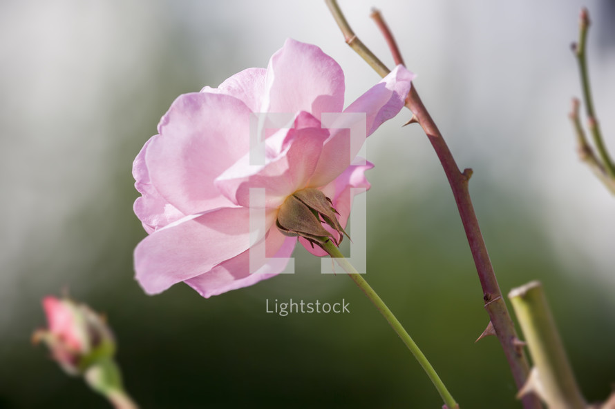 pink rose blossom 