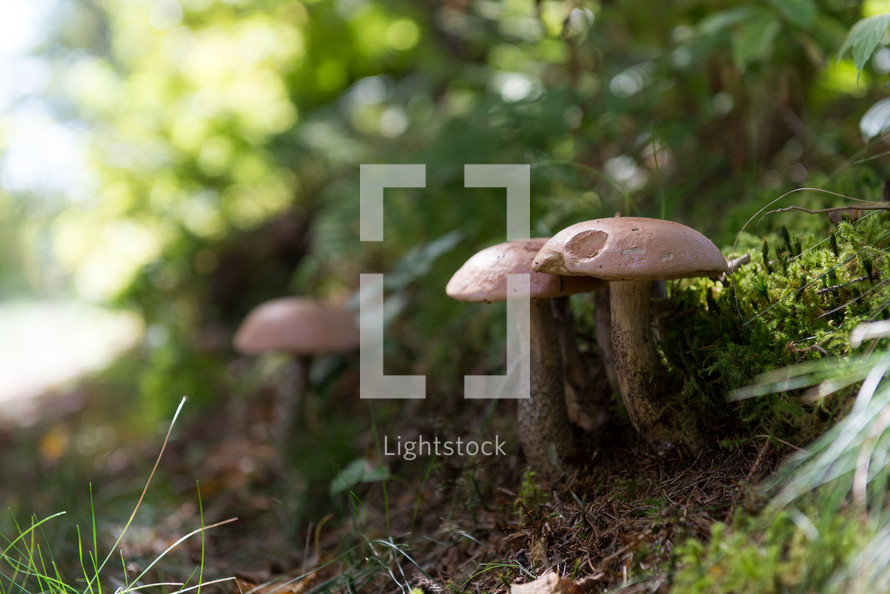 mushrooms on the ground 