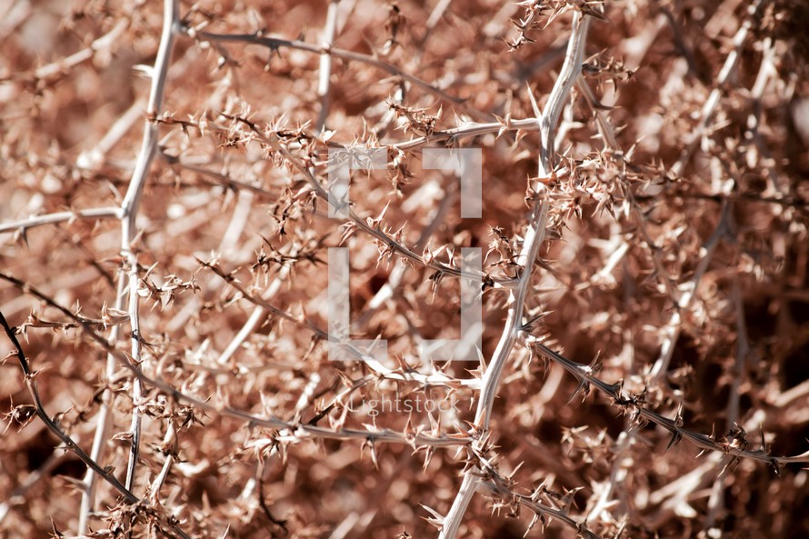 sharp jagged thorns on tumble weed background 