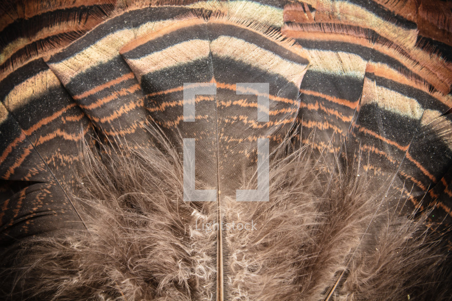wild eastern turkey fan feathers background.