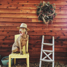Dog with a straw hat sitting in a wooden chair outside by a wooden barn.