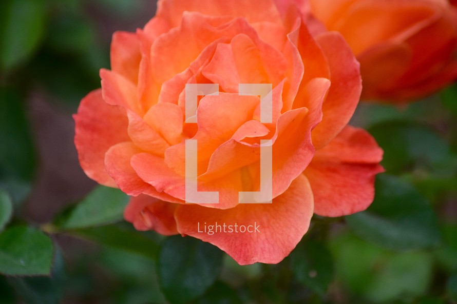 peach rose on a green nature background 