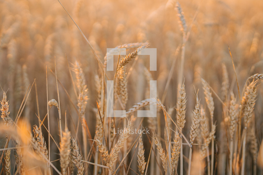 Dry golden organic wheat plants field on sunset. Agriculture. farming, farmland, rural landscape at summer. Scenery background of ripening ears. Rich harvest. High quality photo