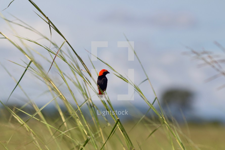 red bird on tall green grasses 