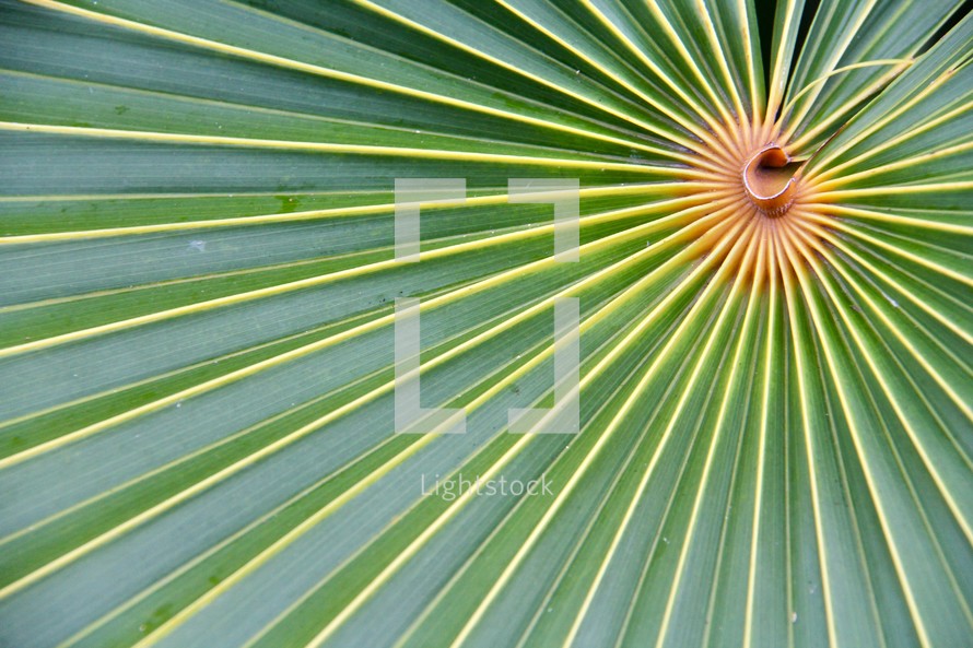 spiral palm fronds