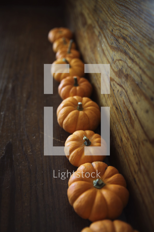 row of mini pumpkins 