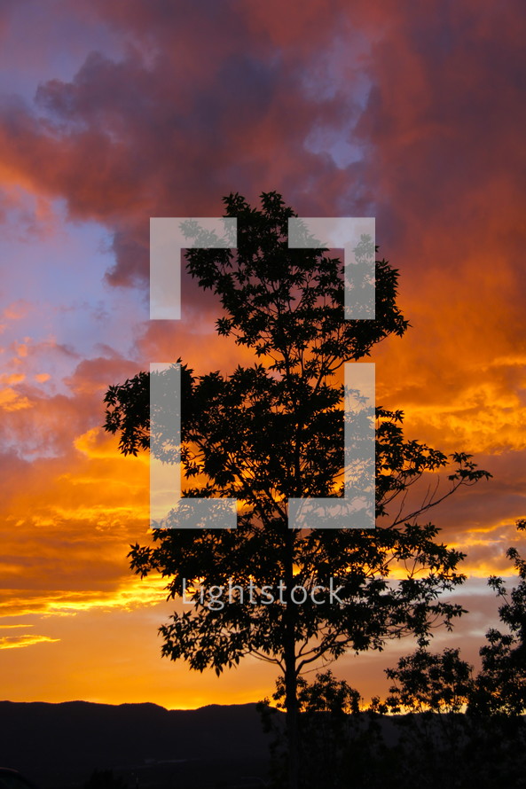 silhouette of a tree under an orange sky at sunset