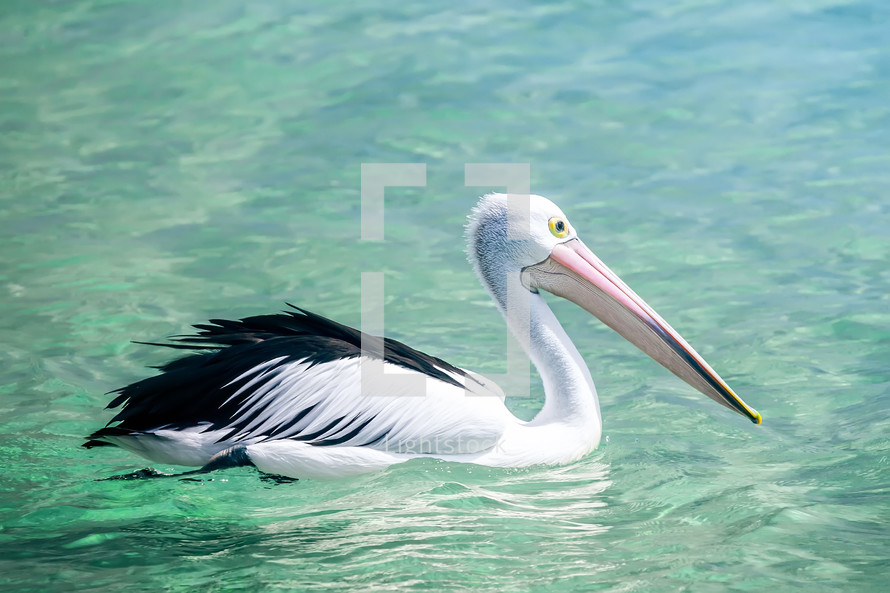 Pelican on water 