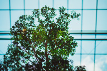 tree in front of a building of glass