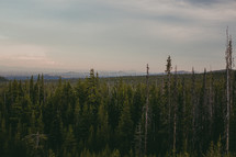 Forest skyline in the evening | Depth | Perspective | Nature | Trees | Mountains