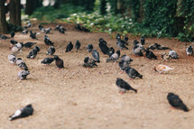 pigeons on the ground 