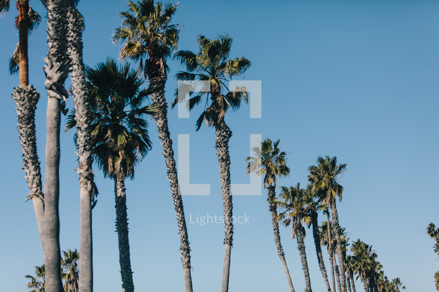 row of palm trees in a blue sky 