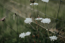Queen Anne's Lace flowers 