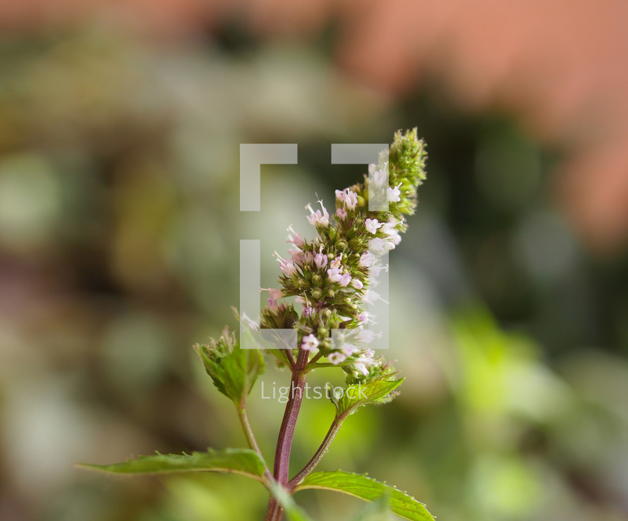Peppermint (Mentha x piperita) aka M balsamea Willd plant - Focus on flowers, blurred background