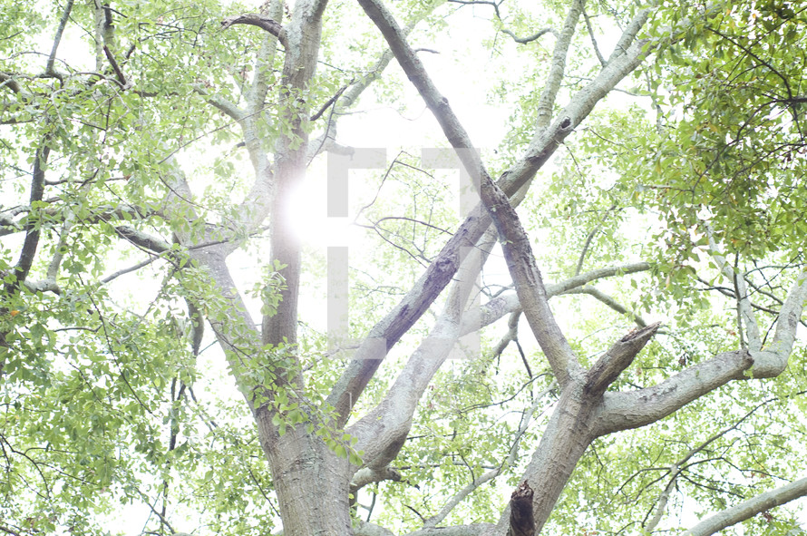 sunlight through tree branches