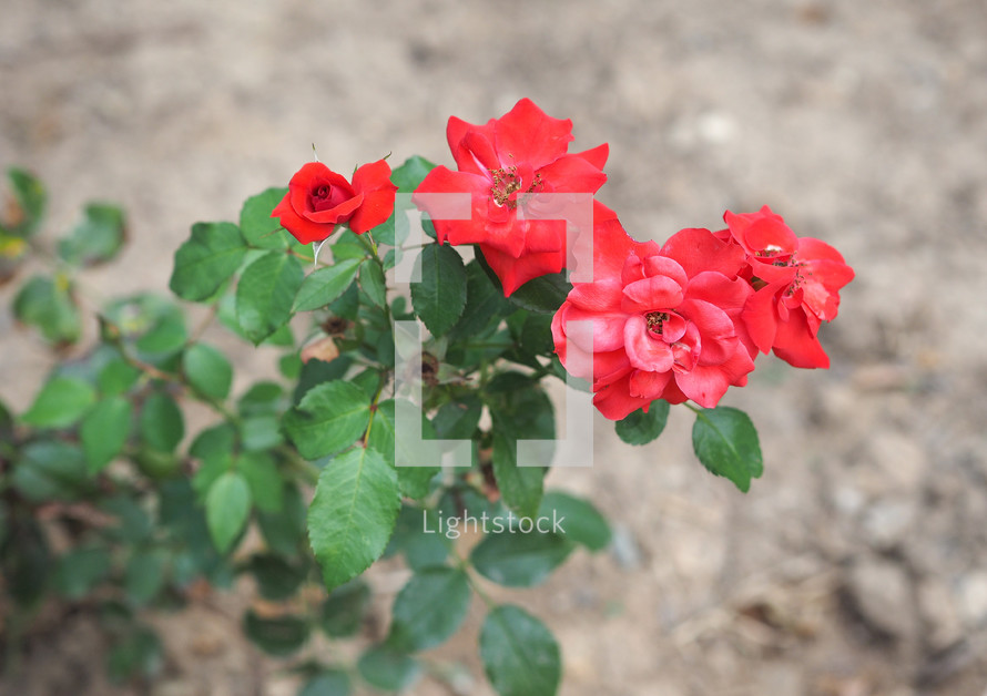 red rose perennial shrub (genus Rosa) flower bloom selective focus blurred background