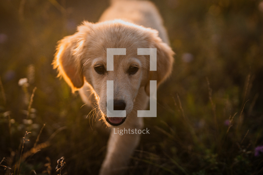 Amazing Portrait Of Adorable Golden Retriever Puppy On Summer Golden Hour Nature. Tiny dog, cute lovely pet, new member of family