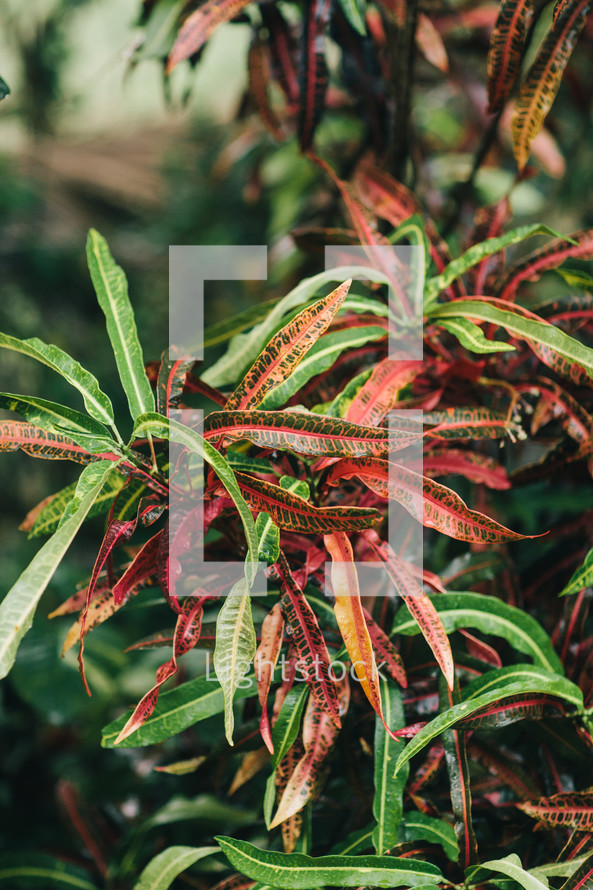 red and green leaves on a plant 