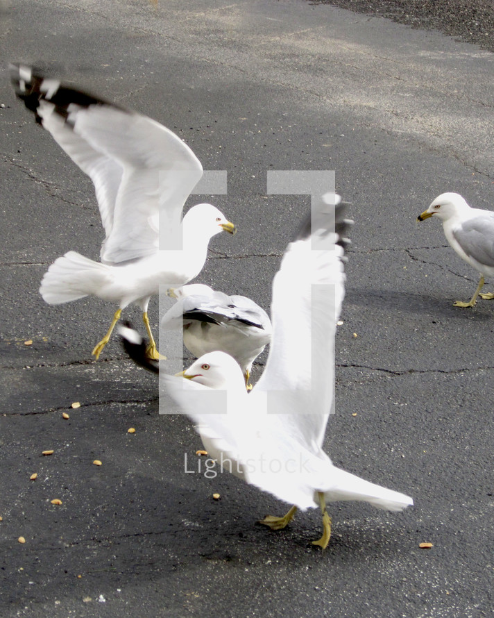 Seagulls scavenging scraps of food in a parking lot.