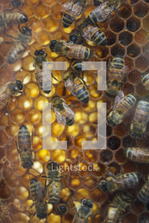 Bees on a honeycomb.