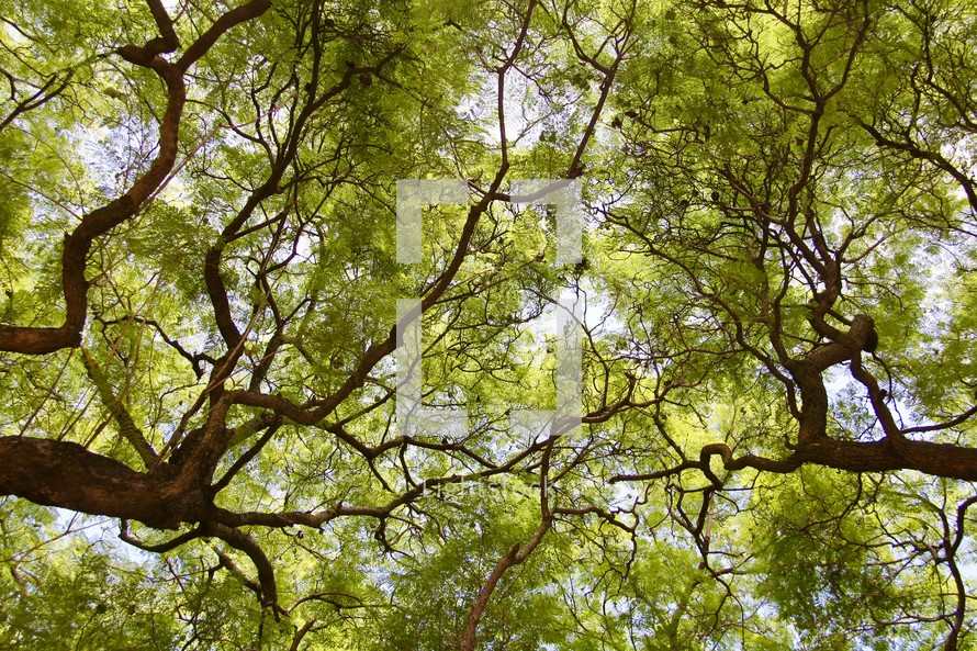 looking up to the top of a tree canopy 