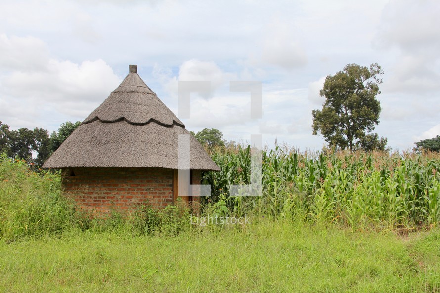 Corn field and round brick building in Africa