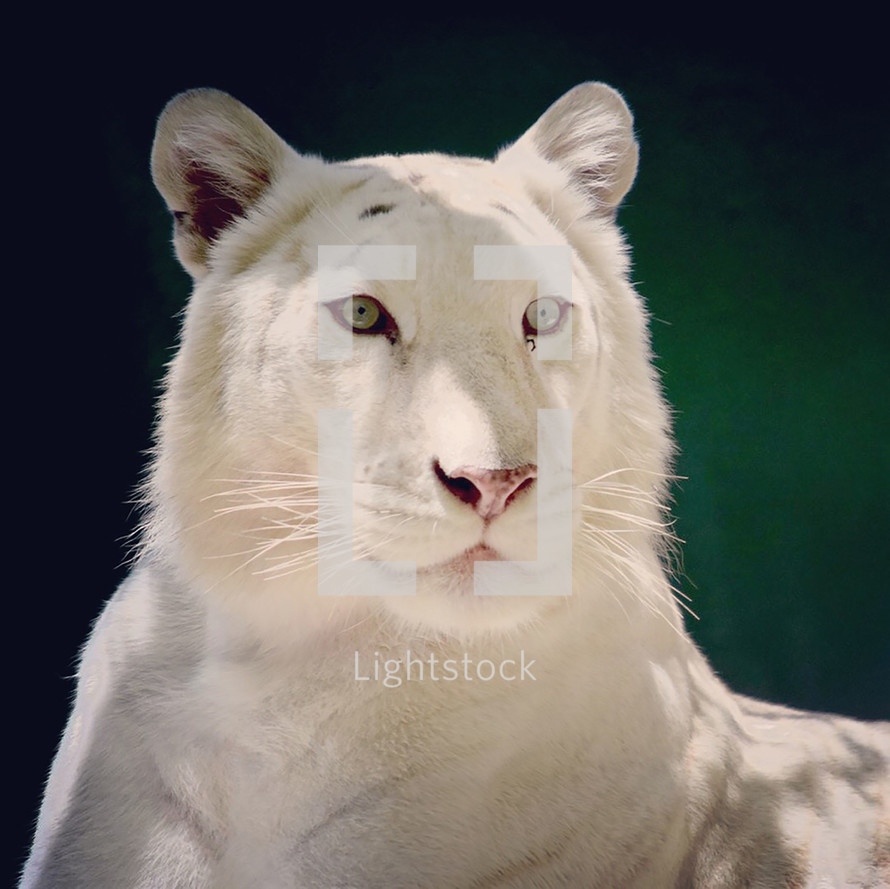 a regal white tiger 