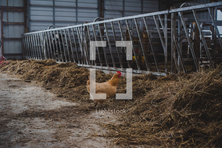 chicken in a barn 