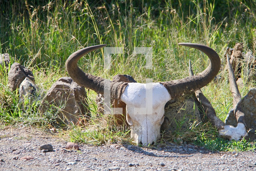 skull of a water buffalo 