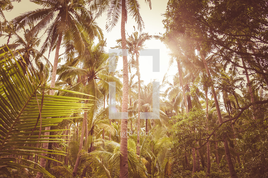 palm trees and dense vegetation in a tropical jungle 