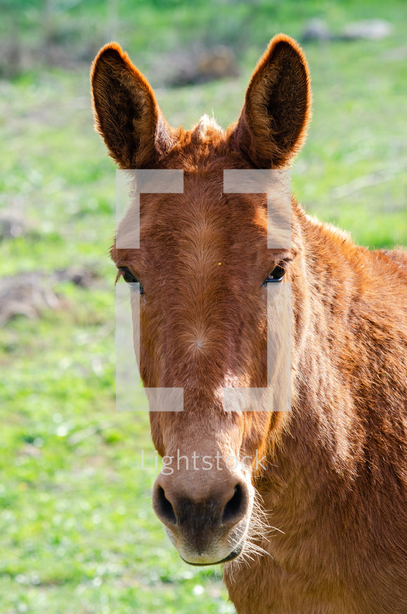 close up portrait of mule in Badajoz, Extremadura