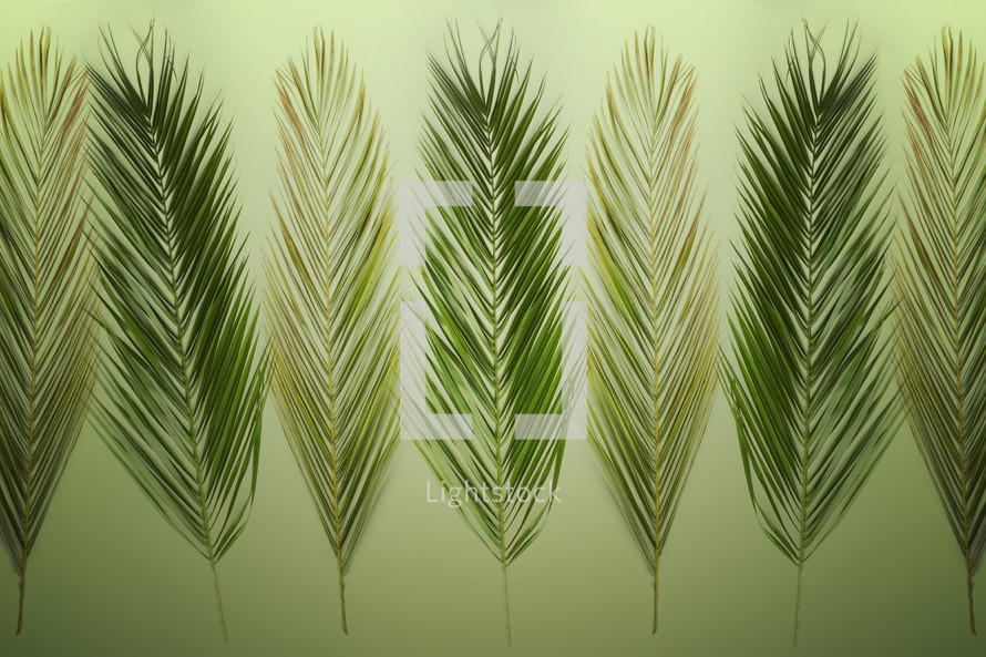 palm frond background 