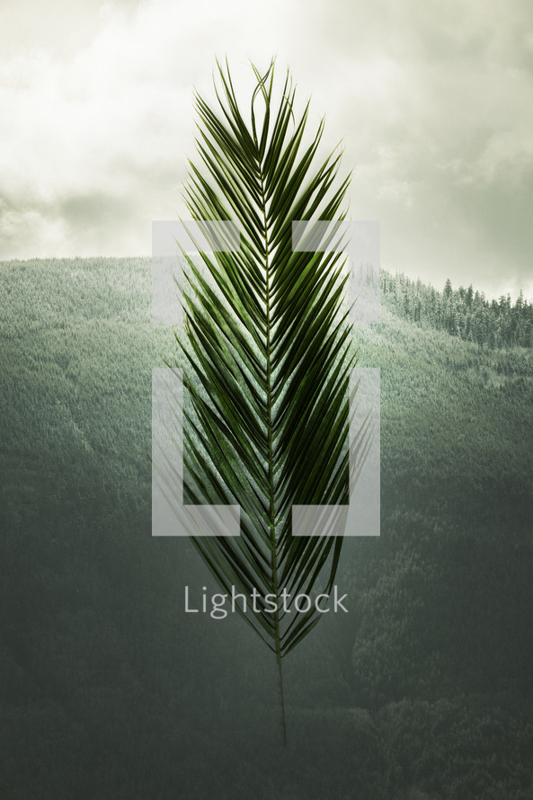 Palm frond in front of a hill 