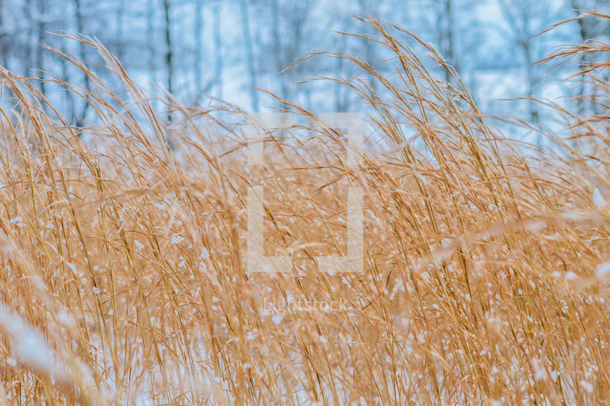 tall brown grasses and snow 