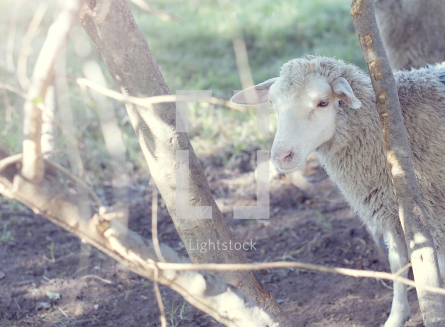 sheep hiding in branches 