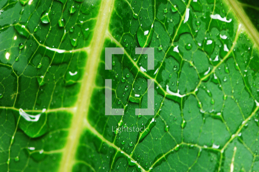 dew on a green leaf 