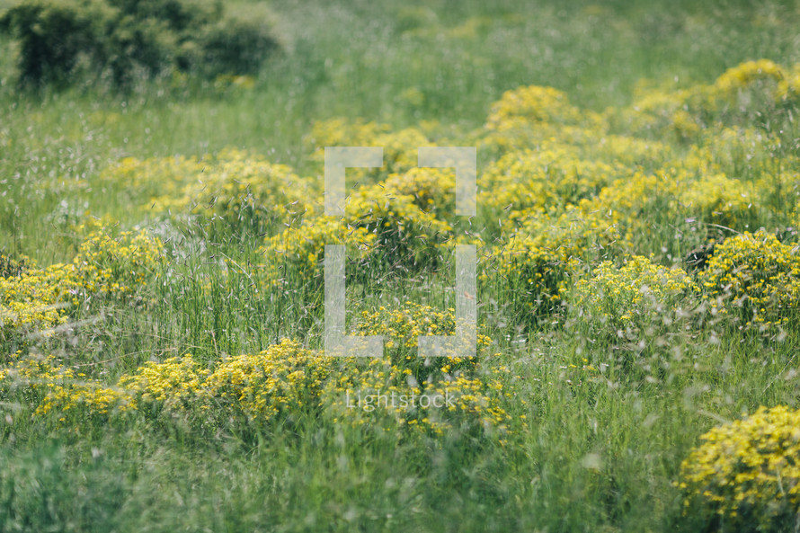 yellow wildflowers in a field 