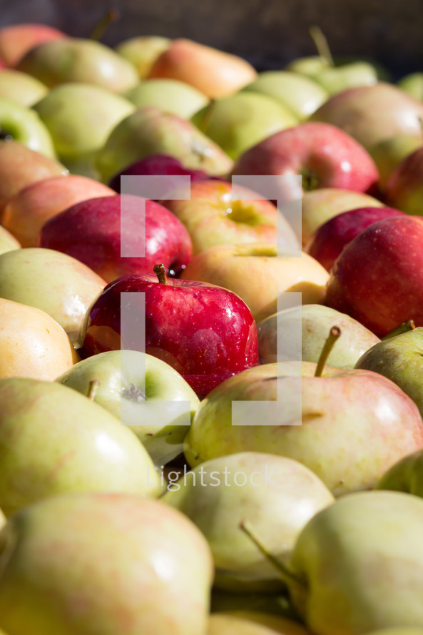 pile of red and yellow apples 