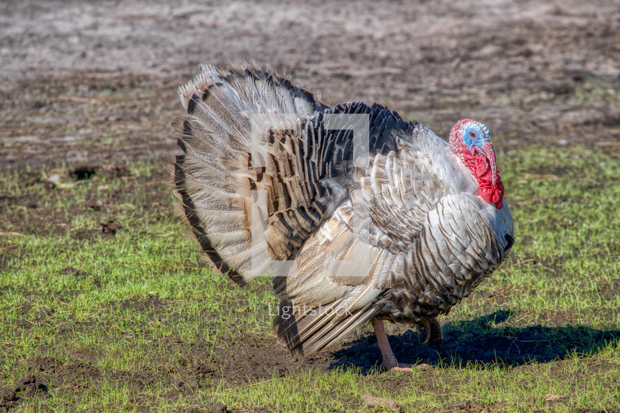 Thanksgiving turkey on a farm 
