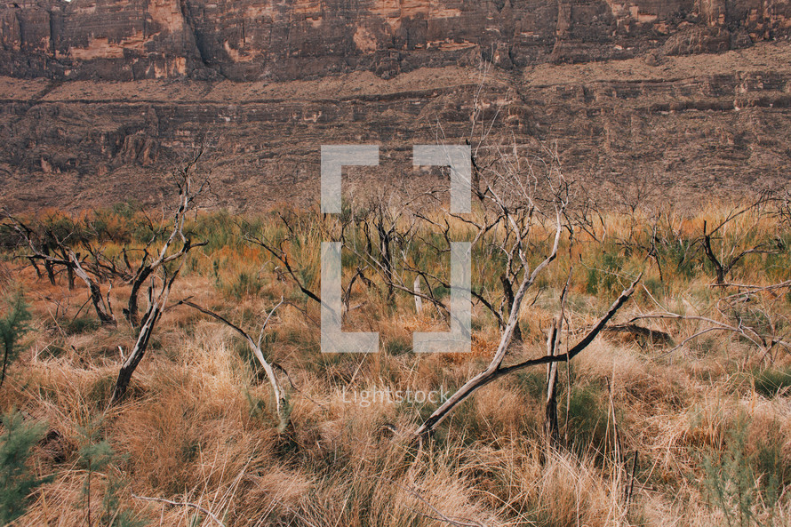 dry trees in desert landscape 