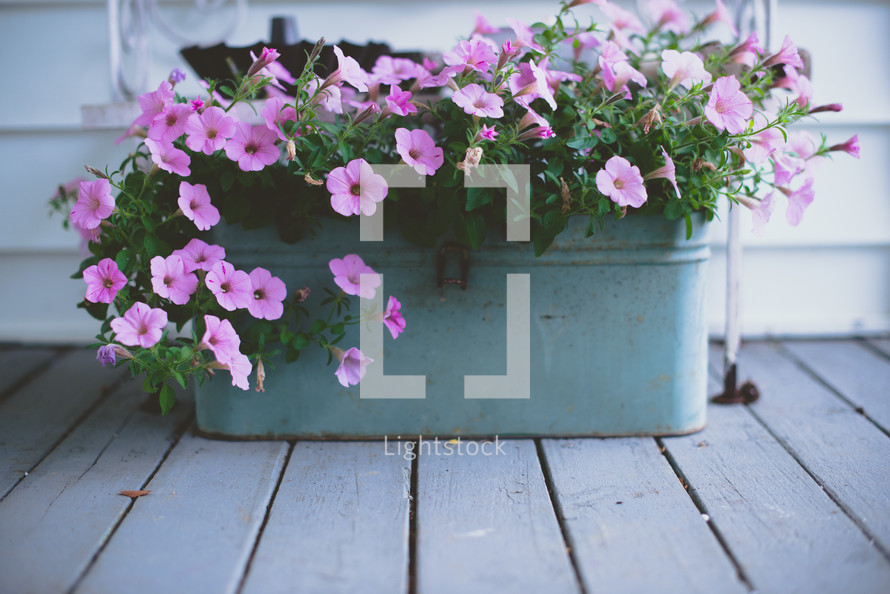 petunias in a flower box