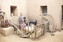 farm animals in a fence and woman of biblical times 