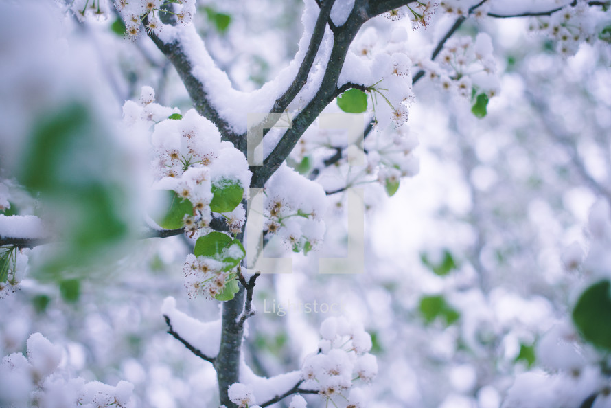 snow on spring trees 
