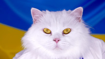 White fluffy cat on blue yellow ukrainian flag background. Colorful. Thoroughbred domestic kitty. Well-groomed pets, cool animals. Symbol of Support for the war in Ukraine. High quality photo