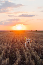 Authentic Portrait Tiny Pedigreed Golden Retriever Puppy Running in Sunset Light