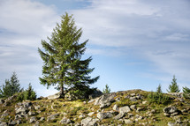 tree on a mountaintop 