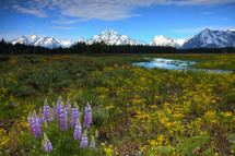 meadow of flowers, creek, and snow capped mountains 