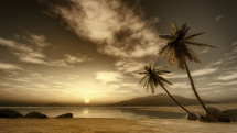 palm trees on a beach at sunset 